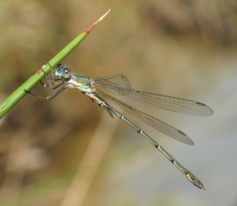 Libellula da identificare 2 -Chalcolestes sp. (maschio)